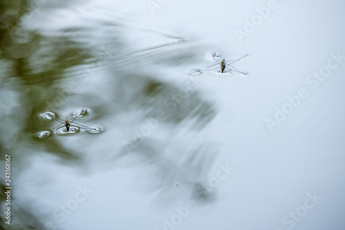 Wasserläufer