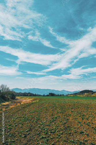 A vertical shot of a sunny rural landscape