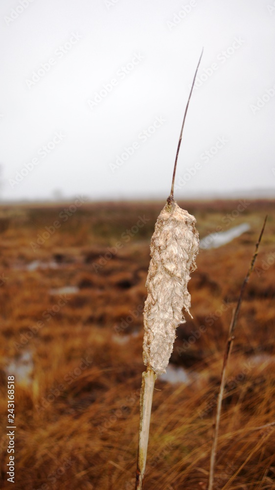 rohrputzer – Stock-Foto | Adobe Stock