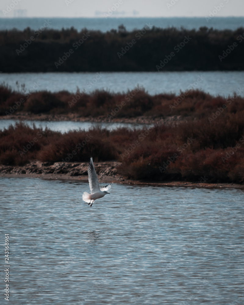 Fototapeta premium Fly