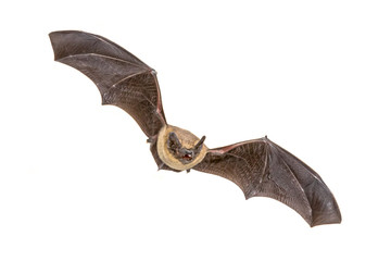 Flying Pipistrelle bat isolated on white background