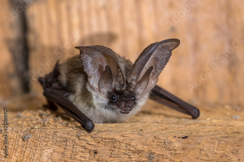 Grey long eared bat
