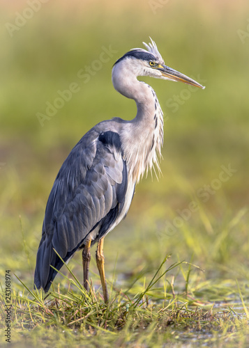 Grey heron waiting in wetland