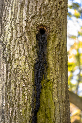 Bat colony in tree
