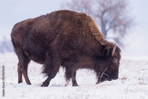 American Bison on the High Plains of Colorado