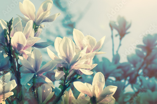 Spring time background. Beautiful blossoming magnolia tree.