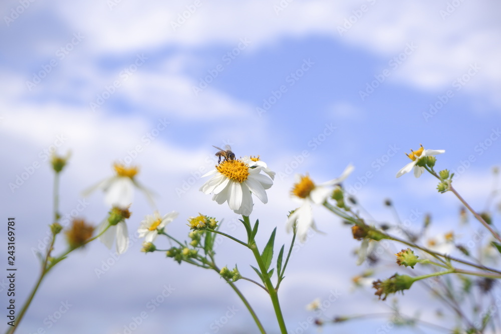 daisy white flower bloom in nature against blue sky background. daisy white flower bloom in nature against blue sky background.