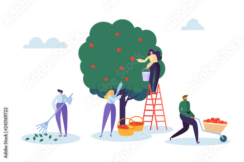 Farmer Woman Pick Apple Tree Harvest with Ladder. Character Harvesting Ripe Organic Fruit from Green Natural Tree. Country Garden Farm Landscape Flat Cartoon Vector Illustration
