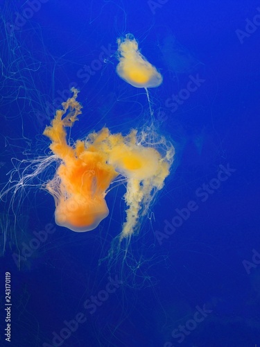 Pacific sea nettle (Chrysaora fuscescens)