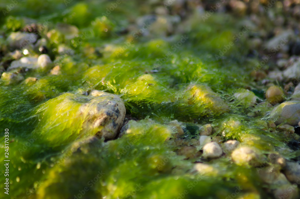 Abstract blured macro shoot of sea weed on low tide Abstract blured macro shoot of sea weed on low tide