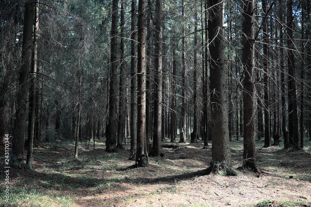 Pine forest. Depths of a forest. Journey through forest paths. Trees without foliage in early spring. Trekking through the reserve. Pine forest. Depths of a forest. Journey through forest paths. Trees without foliage in early spring. Trekking through the reserve.