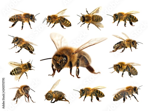 bee or honeybee isolated on the white background © Daniel Prudek