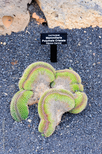 variety of cactus in cactus garden in canary islands, spain