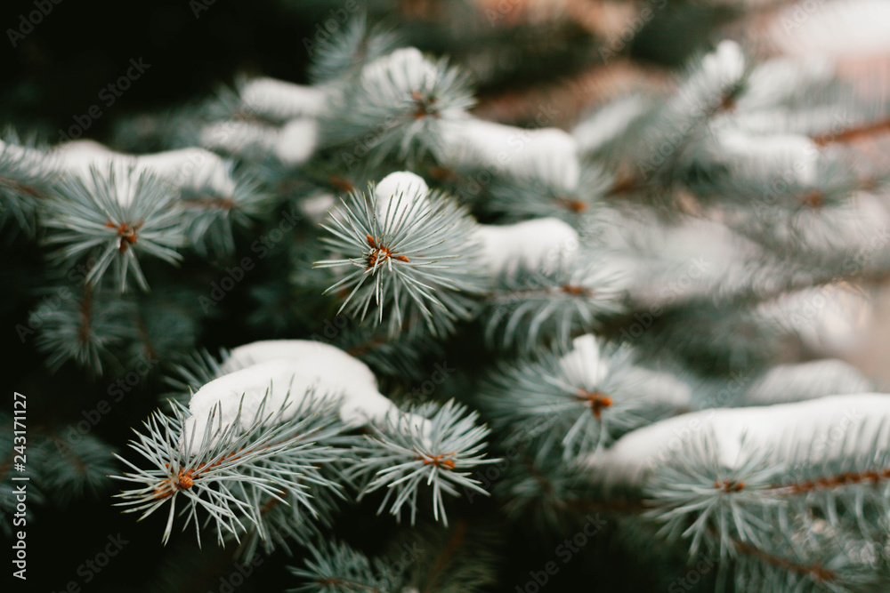 Green branches ate with cones in the snow close-up. Christmas card. Selective focus. Snow weather forecast. Green branches ate with cones in the snow close-up. Christmas card. Selective focus. Snow weather forecast.