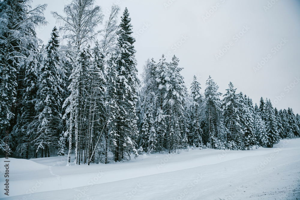 Frozen white firs on a frosty day. Fabulous winter wallpaper. Winter card. Frozen white firs on a frosty day. Fabulous winter wallpaper. Winter card.
