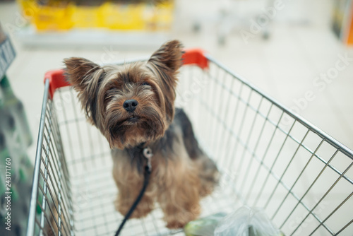 Cute little puppy dog sitting in a shopping cart on blurred shop mall background with people. selective focus macro shot with shallow DOF top view photo
