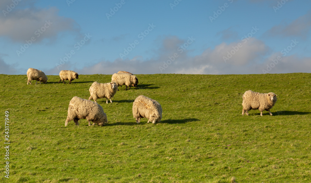 Sheep graze on the dike