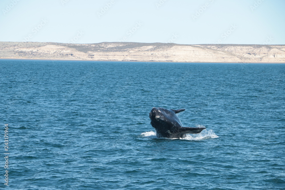 Fototapeta premium Baleine franche australe
