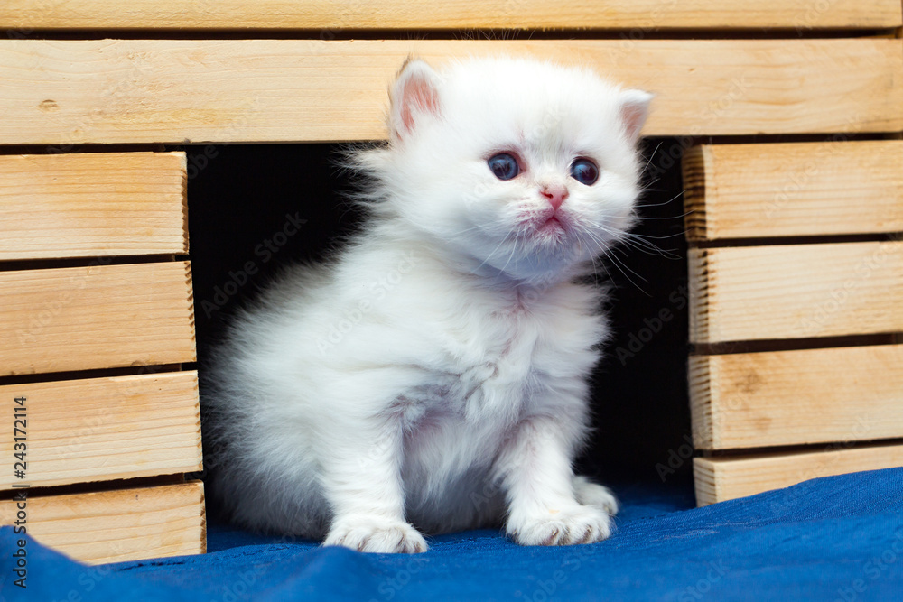 Little white fluffy British kitten sitting in a cat house made of wood and  looks forward with interest Stock Photo | Adobe Stock
