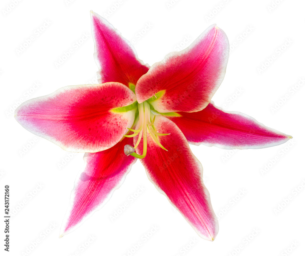 Flower red wine lily isolated on white background with clipping path . - Image Flower red wine lily isolated on white background with clipping path . - Image