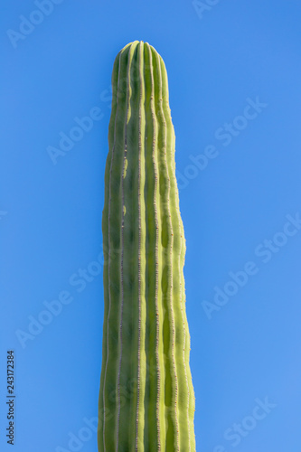 Mexikanischer Elefanten Kaktus Pachycereus pringlei photo