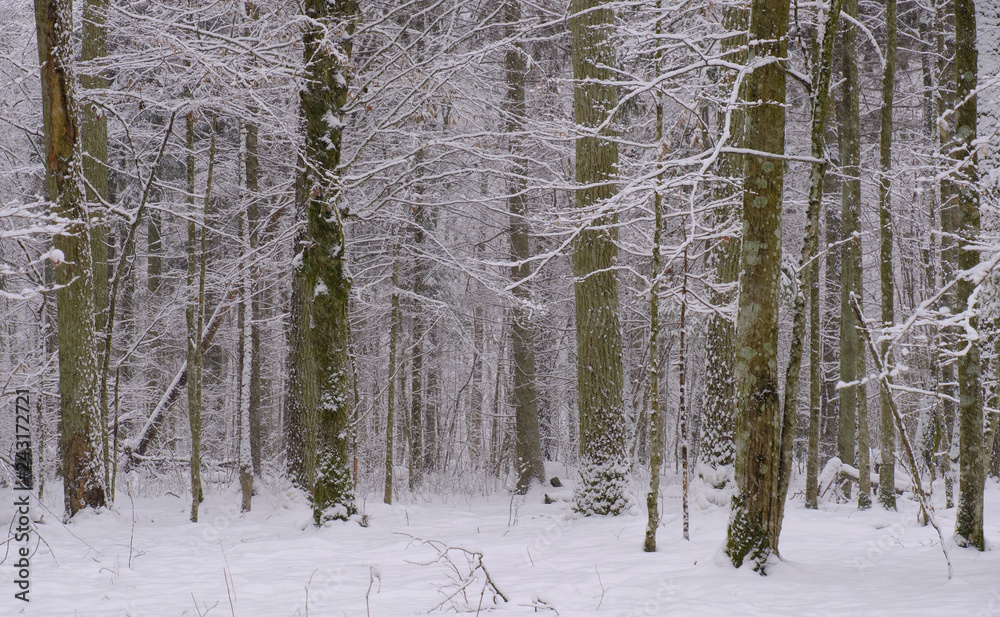 Fototapeta premium Wintertime landscape of snowy deciduous stand