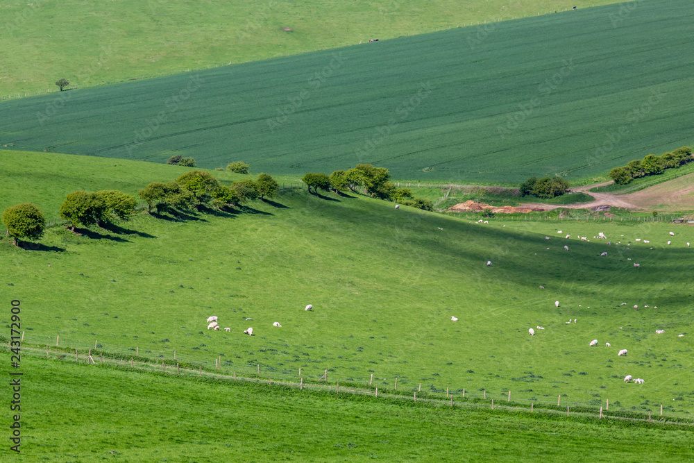Grazing sheep and lambs, on a Sussex farm in spring