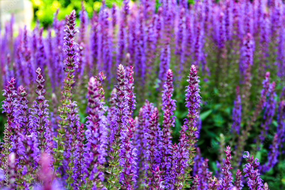 Sage flowers (Salvia pratensis) field, close up and full frame