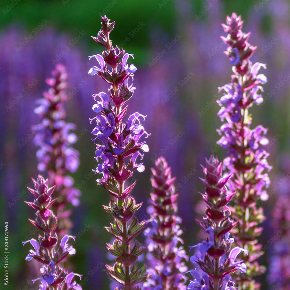 Obraz premium Purple flowering lavender flower shrubs (Lavandula), close up and selective focus
