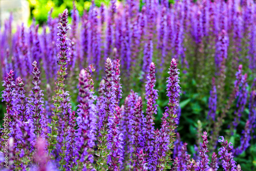 Sage flowers  Salvia pratensis  field  close up and full frame