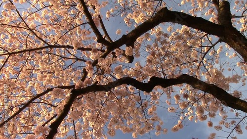 The National Cherry Blossom Festival is a spring celebration in Washington, D.C., commemorating the March 27, 1912, gift of Japanese cherry trees from Mayor Yukio Ozaki of Tokyo City to the city of Wa photo