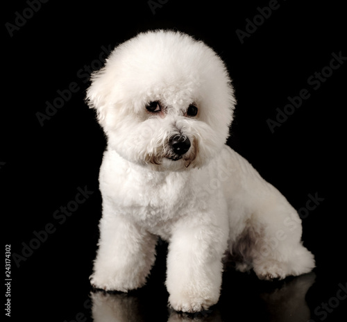 Bichon is isolated on a black background. Bichon Frise puppy. White dog. Bichon after grooming