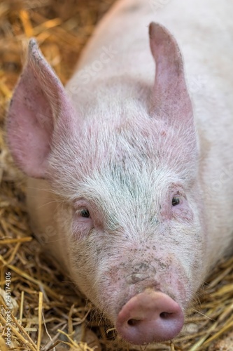 pig in the farm © spetenfia
