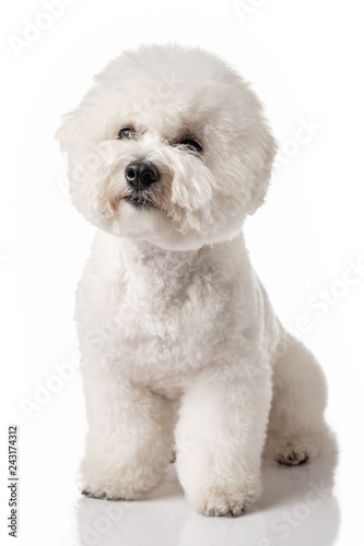 Bichon Frise puppy. Bichon is isolated on a white background. White dog. Bichon after grooming