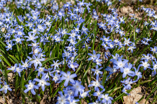 Close-up from many spring flowers named squill (genus Scilla), which grow on a forest glade.