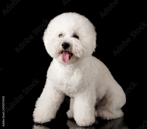 Bichon is isolated on a black background. Bichon Frise puppy. White dog. Bichon after grooming. His tongue hanging out