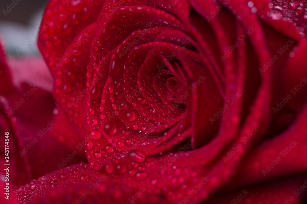Red roses on wooden planks. Valentines day background Red roses on wooden planks. Valentines day background
