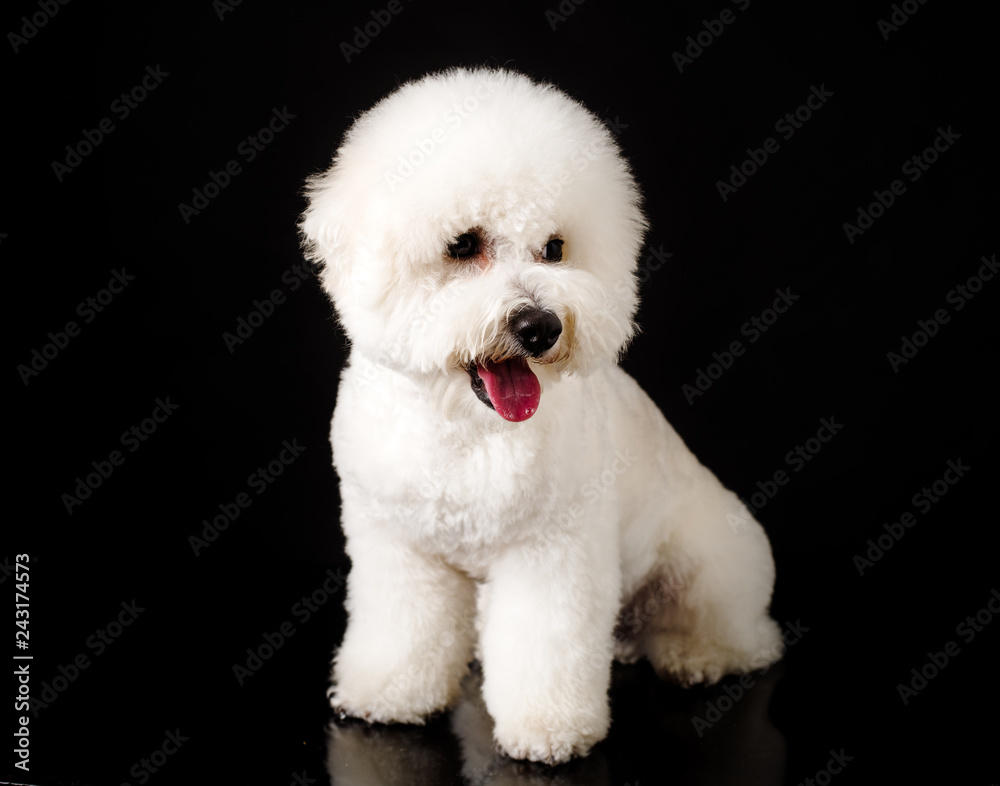 Bichon is isolated on a black background. Bichon Frise puppy. White dog. Bichon after grooming Bichon is isolated on a black background. Bichon Frise puppy. White dog. Bichon after grooming