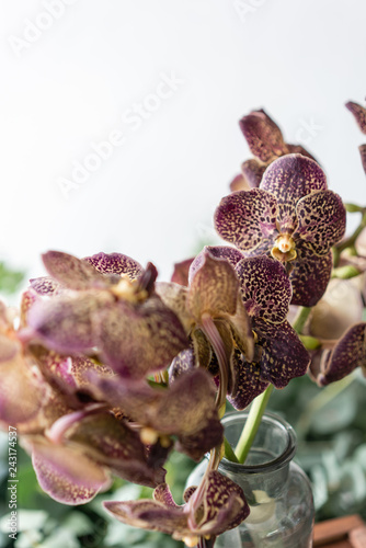 Japanese Wanda Orchid, dark purple. Bunch unusual in glass vase. Bouquet flowers on light and green background. . Wallpaper.