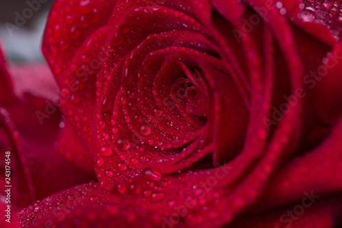 Red roses on wooden planks. Valentines day background