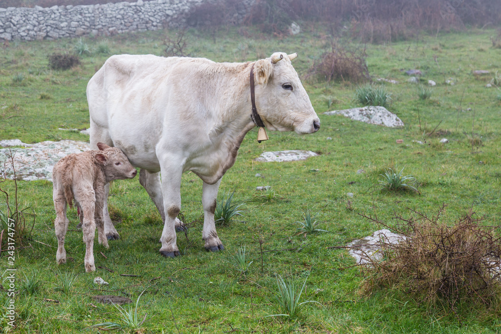 White cow with calf in the mountains of Sardinia, Italy White cow with calf in the mountains of Sardinia, Italy