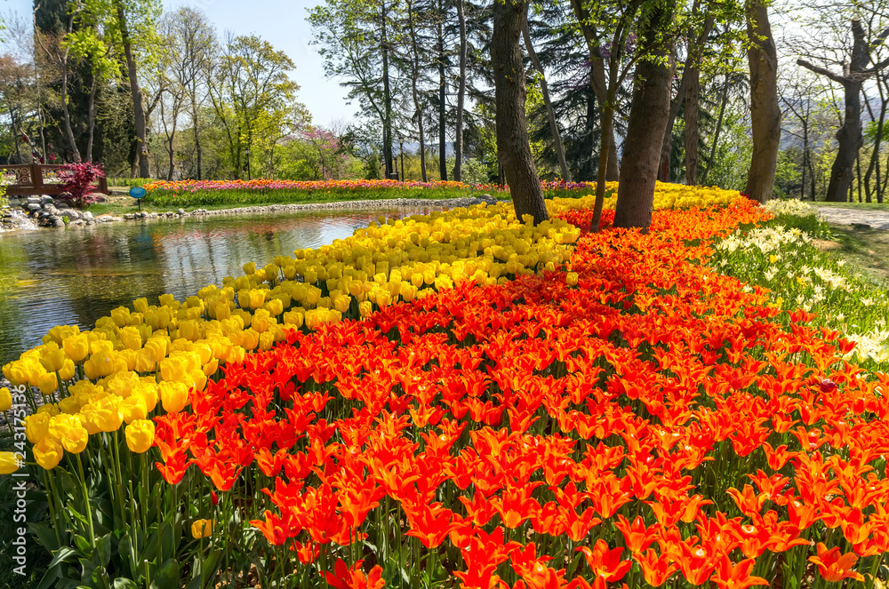 Obraz premium Flowerbed with bright yellow and orange tulips in Emirgan Park at the Tulip Festival, Istanbul, Turkey