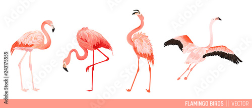 Tropical Flamingo Collection. Set of Tropic and Jungle Summer Exotic Birds Decorative Design. Nature Wildlife Pink Bird. Vector illustration