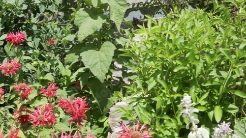 Deep red monarda in a garden bed