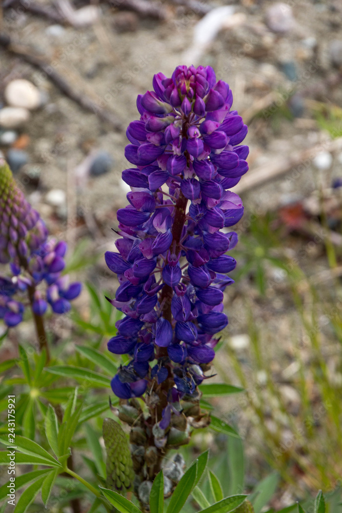 Plants of New Zealand