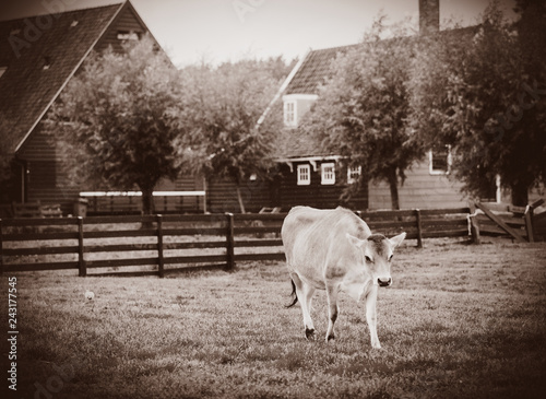 Cow on green meadow of old Dutch farm. Holand, Netherlands . Image in sepia color style