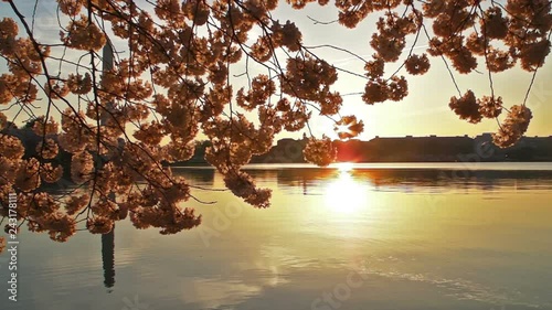 The National Cherry Blossom Festival is a spring celebration in Washington, D.C., commemorating the March 27, 1912, gift of Japanese cherry trees from Mayor Yukio Ozaki of Tokyo City to the city of Wa photo