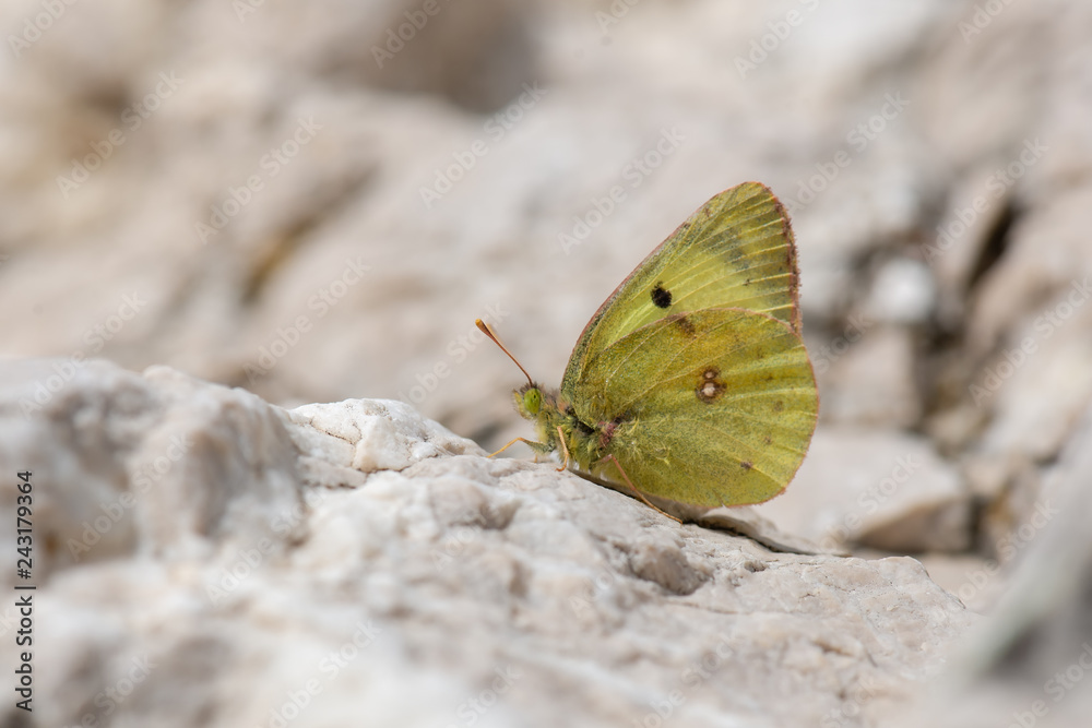 Obraz premium Pieridae / Sarı Azamet / / Colias crocea