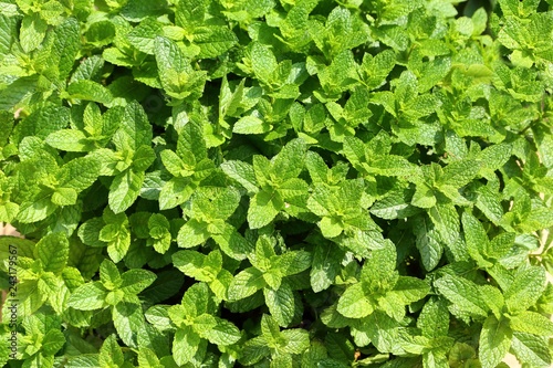 Aromatic green mint.