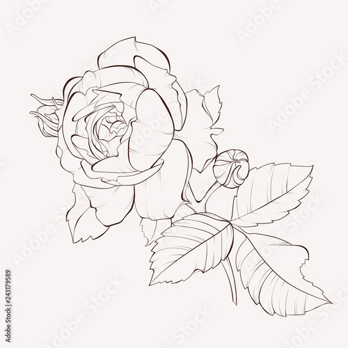 Vector rose flower isolated on white background. Element for design. Hand-drawn contour lines and strokes.
